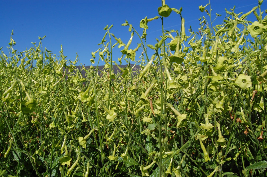 Organic Huichol Tobacco in Flower