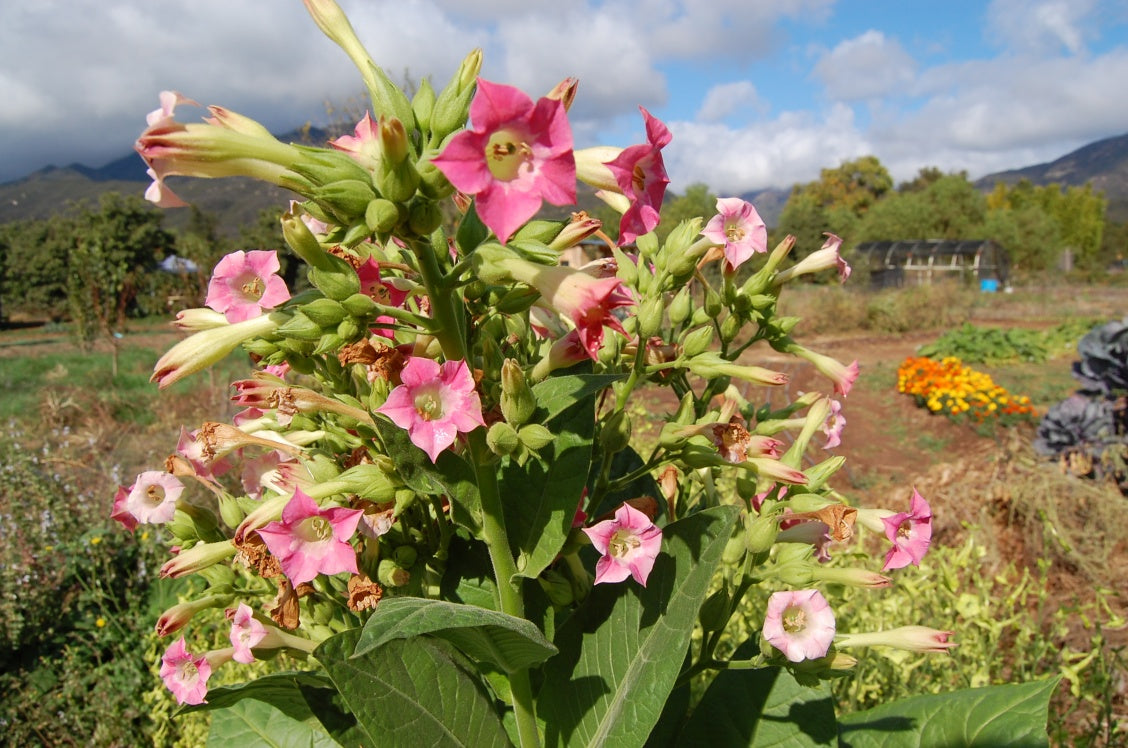 Smoking Tobacco in Flower