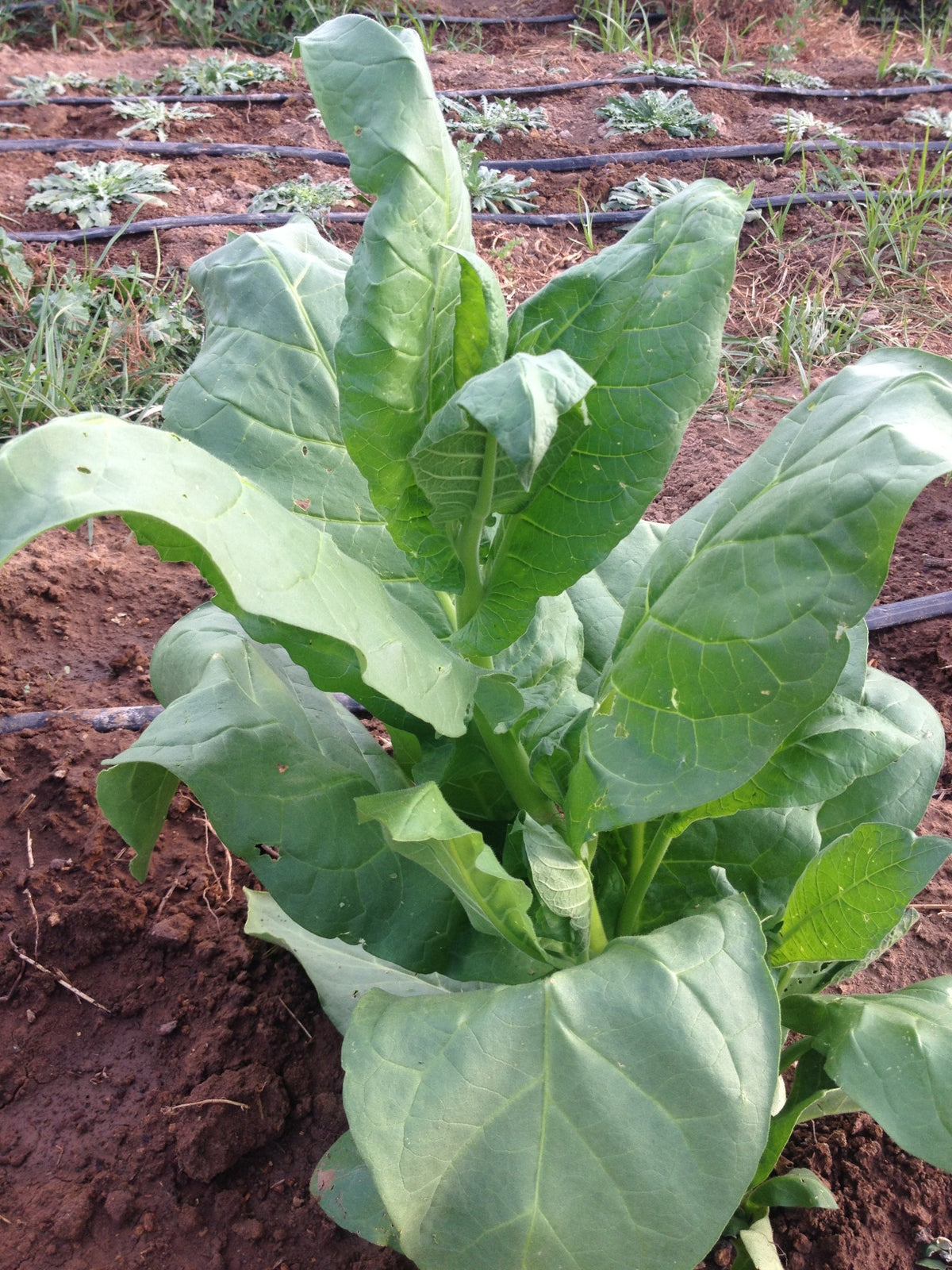 Shirazi Tobacco Plant