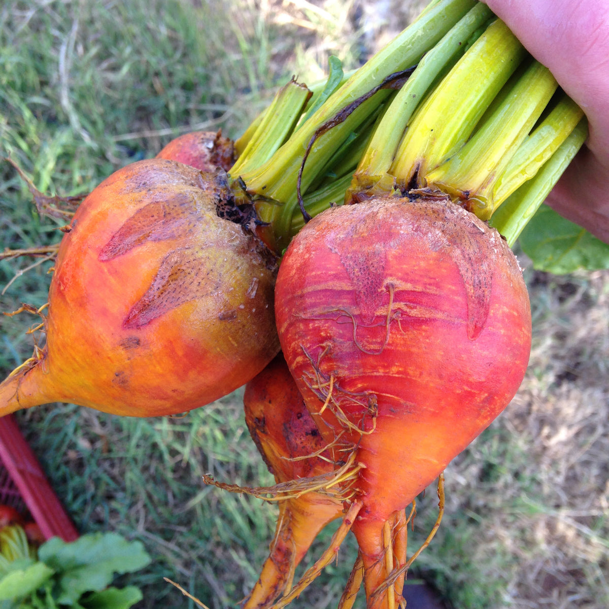 Touchstone Gold Beet