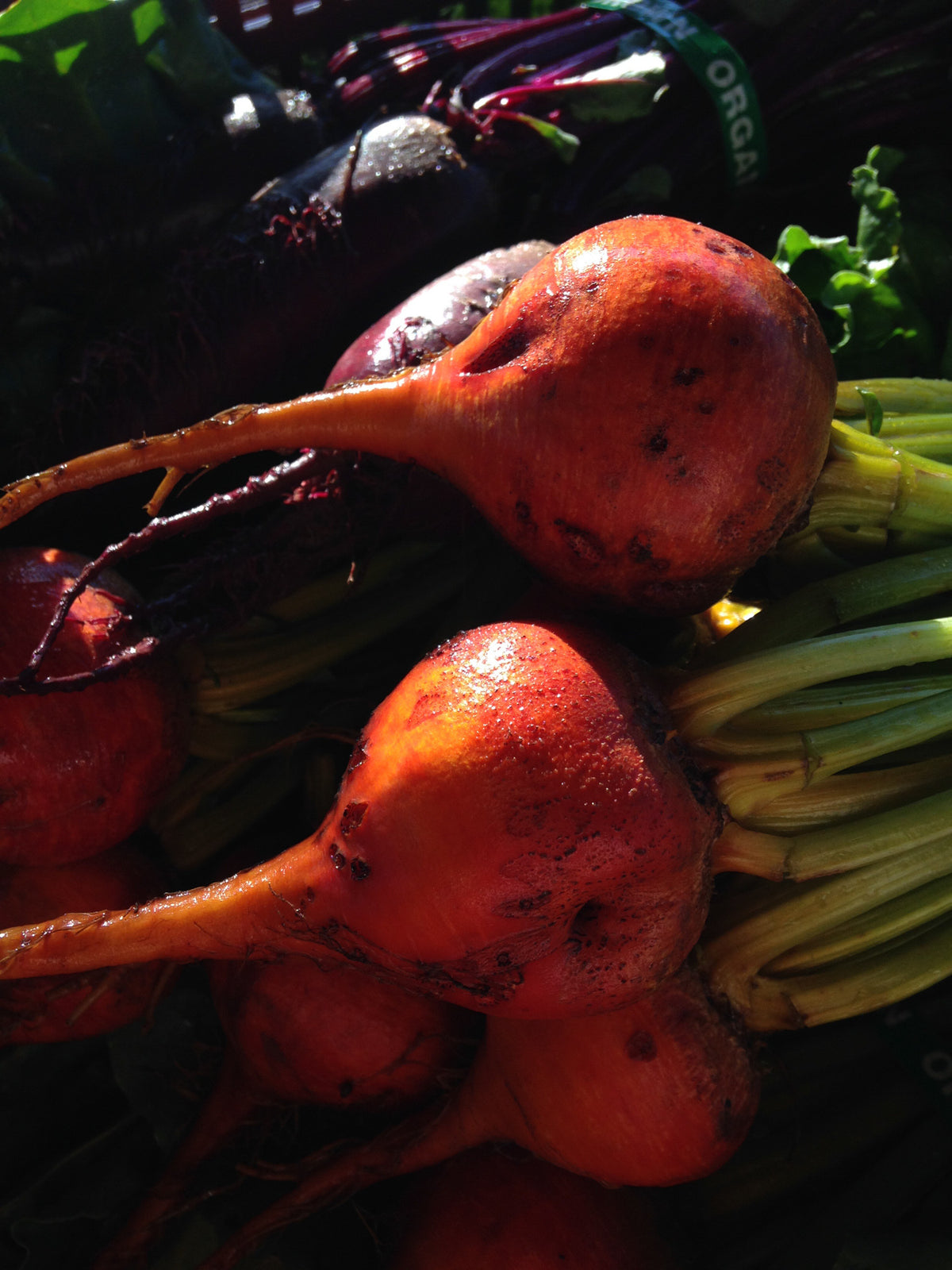 Touchstone Gold Beet