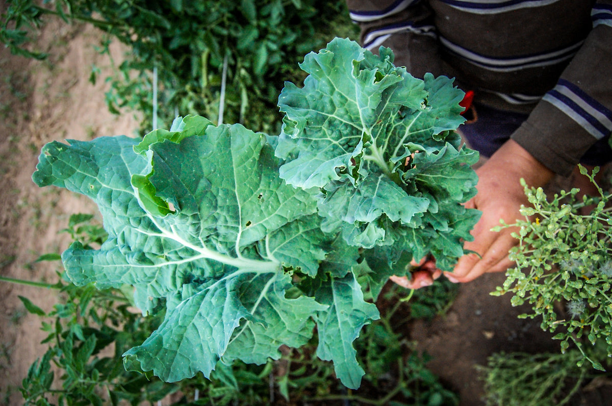 True Siberian Kale