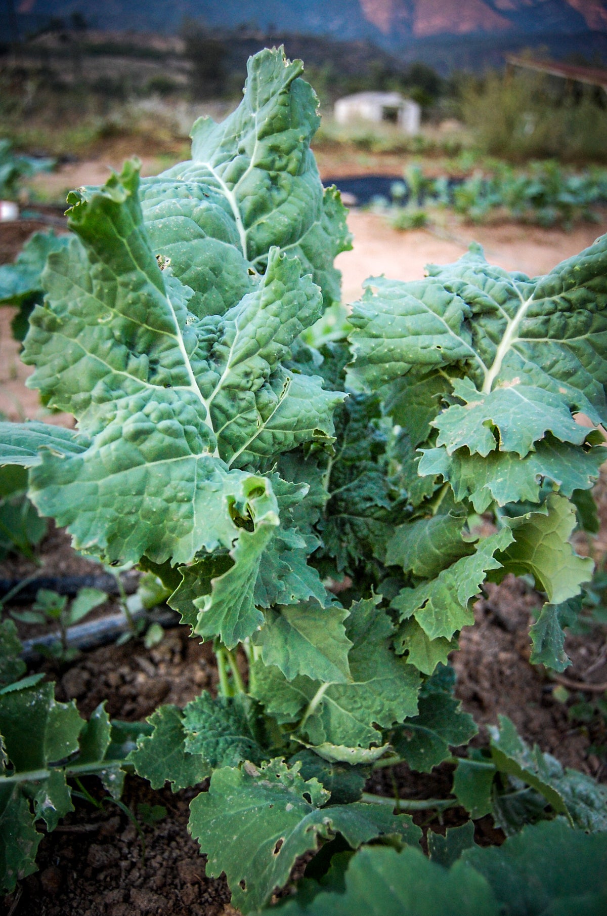 True Siberian Kale