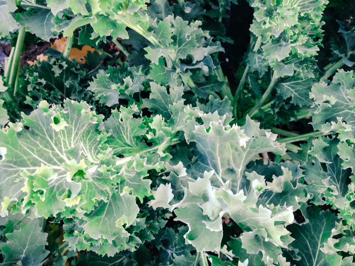 True Siberian Kale