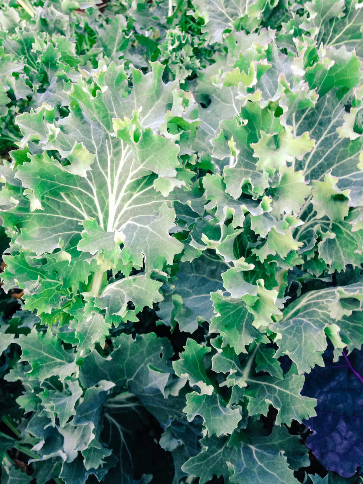 True Siberian Kale