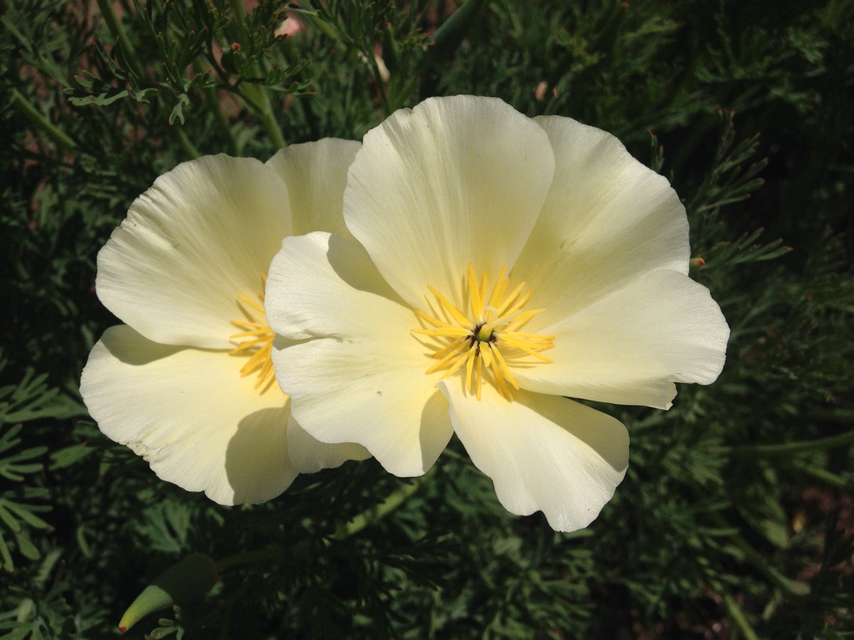 White Linen California Poppy