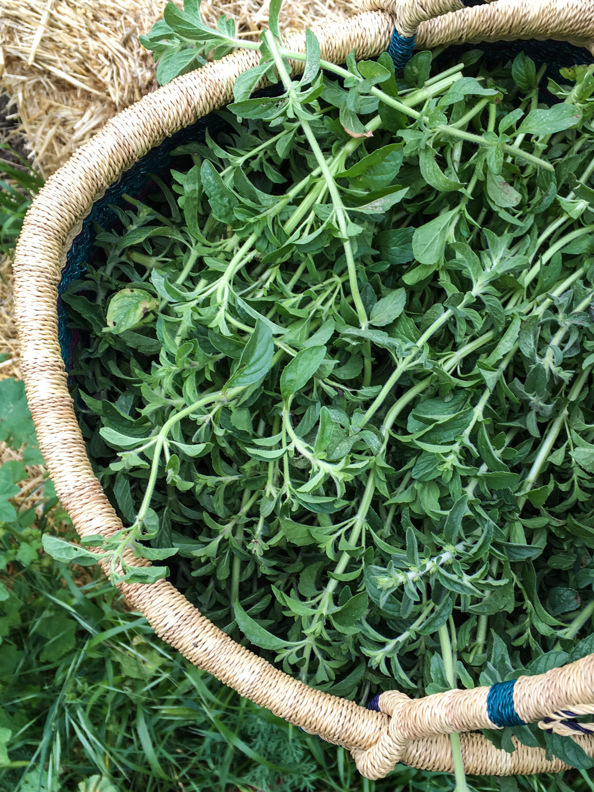 European Pennyroyal