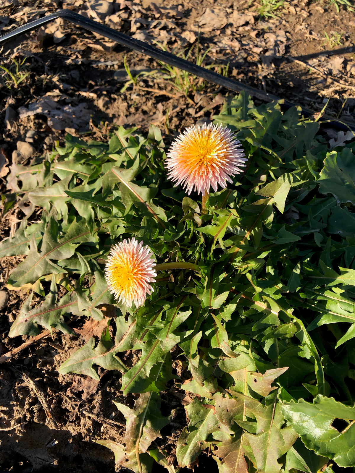 Pink Dandelion (Taraxacum pseudoroseum)