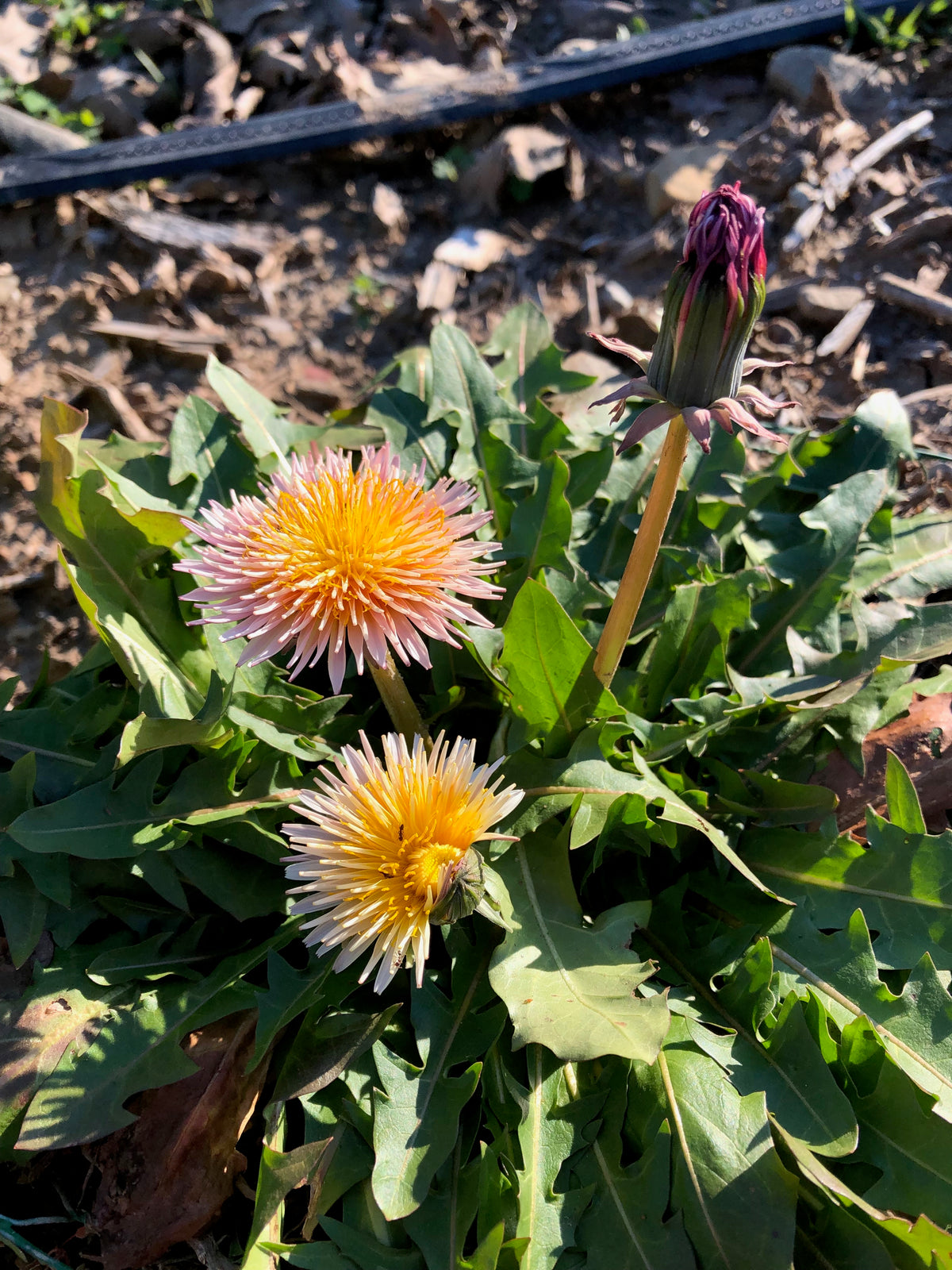 Pink Dandelion (Taraxacum pseudoroseum)