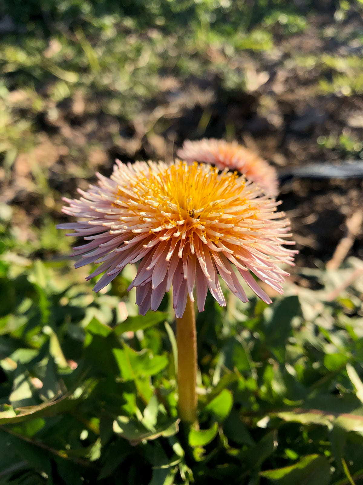 Pink Dandelion (Taraxacum pseudoroseum)