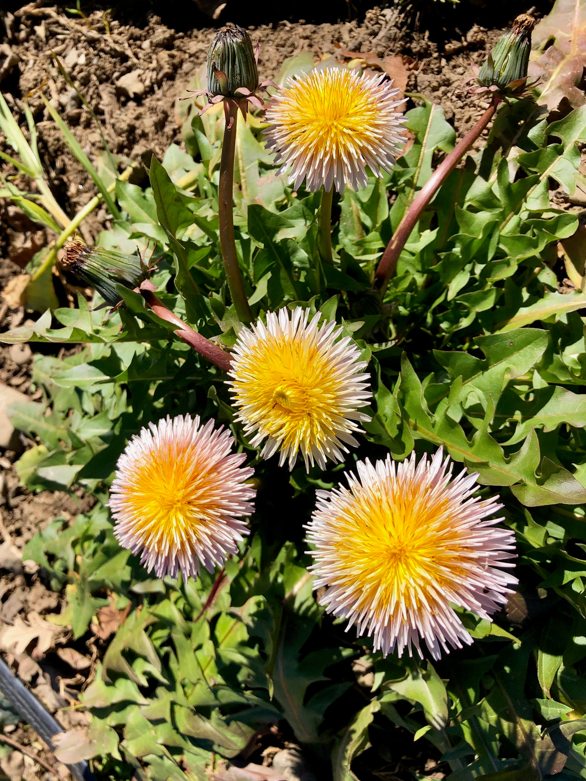 Pink Dandelion (Taraxacum pseudoroseum)