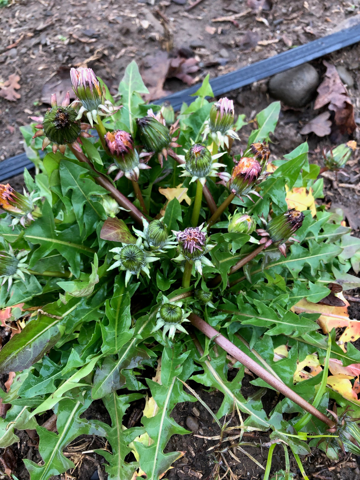 Pink Dandelion (Taraxacum pseudoroseum)