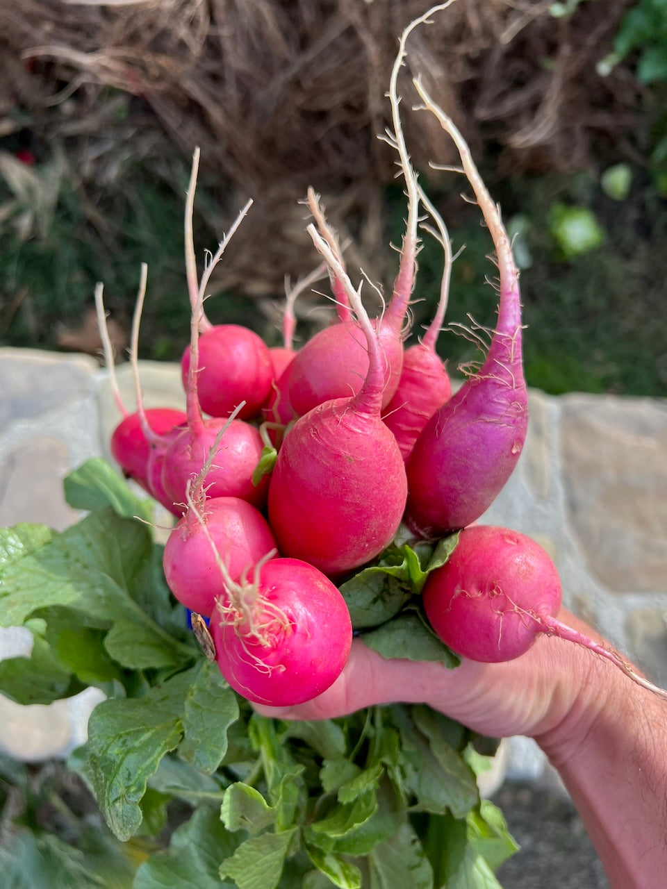 Pink Beauty Radish