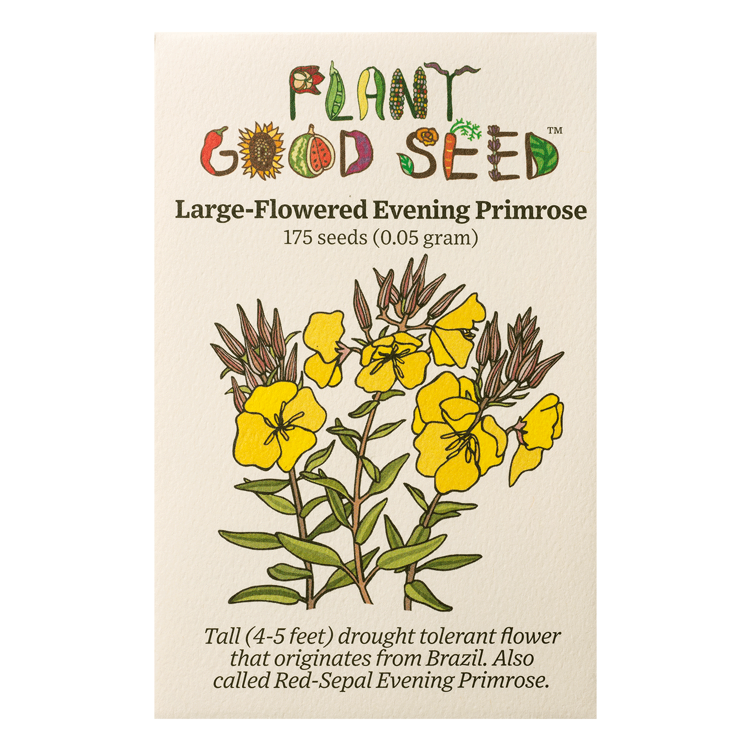 evening primrose flower seeds Organic Evening Primrose Flower Seed Packet