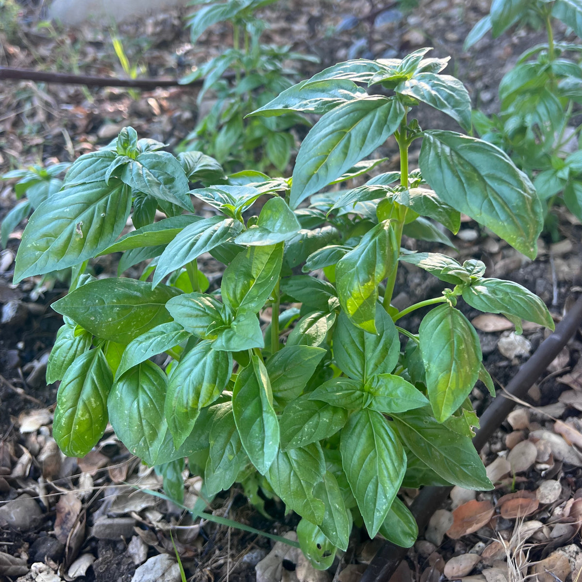 Prospera® F1 Basil