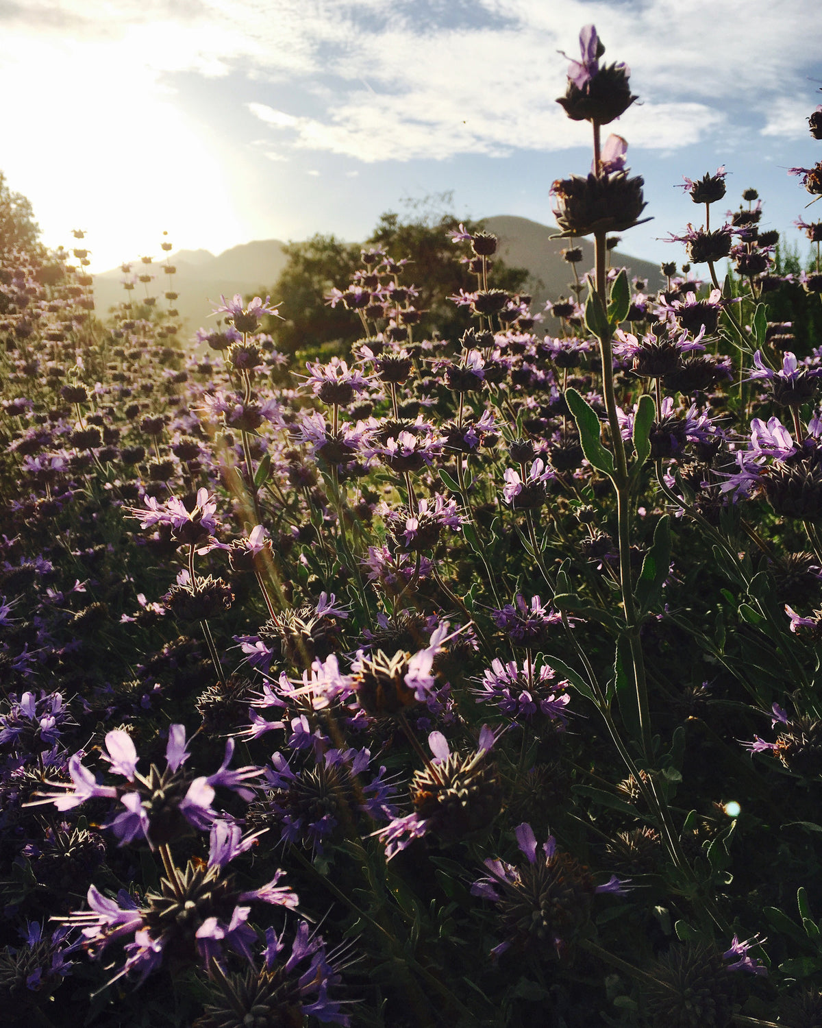 Purple Sage