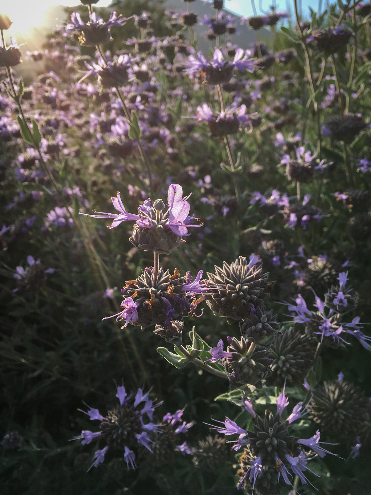 Purple Sage