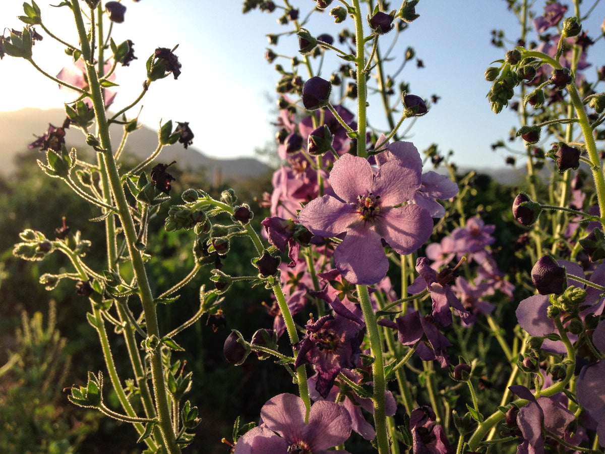 Temptress Purple Mullein &quot;Violetta&quot;