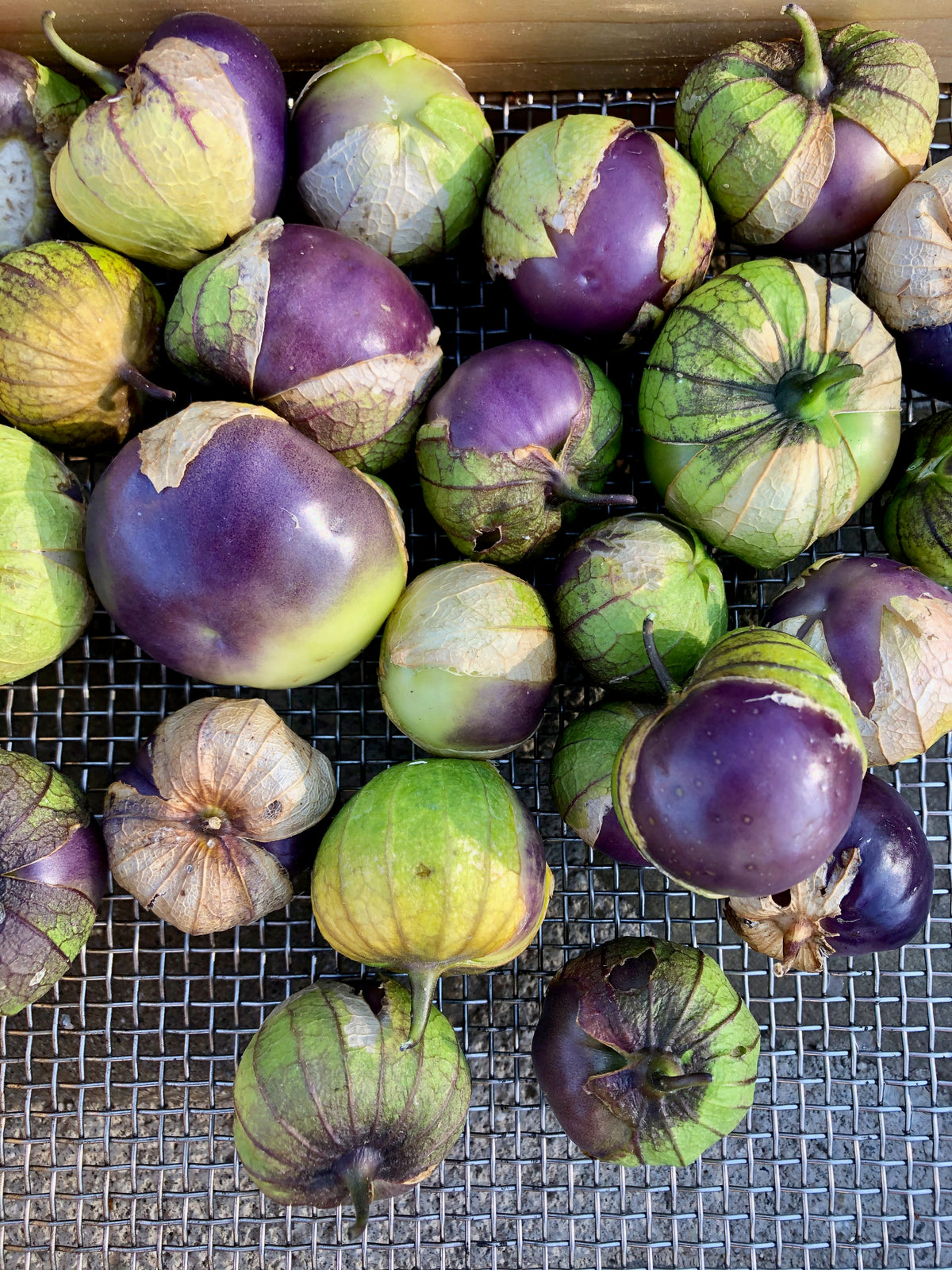 Purple Tomatillo