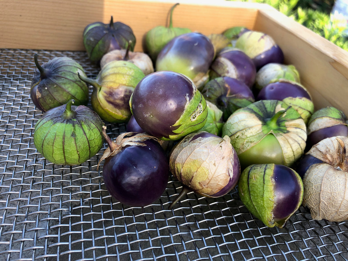 Purple Tomatillo