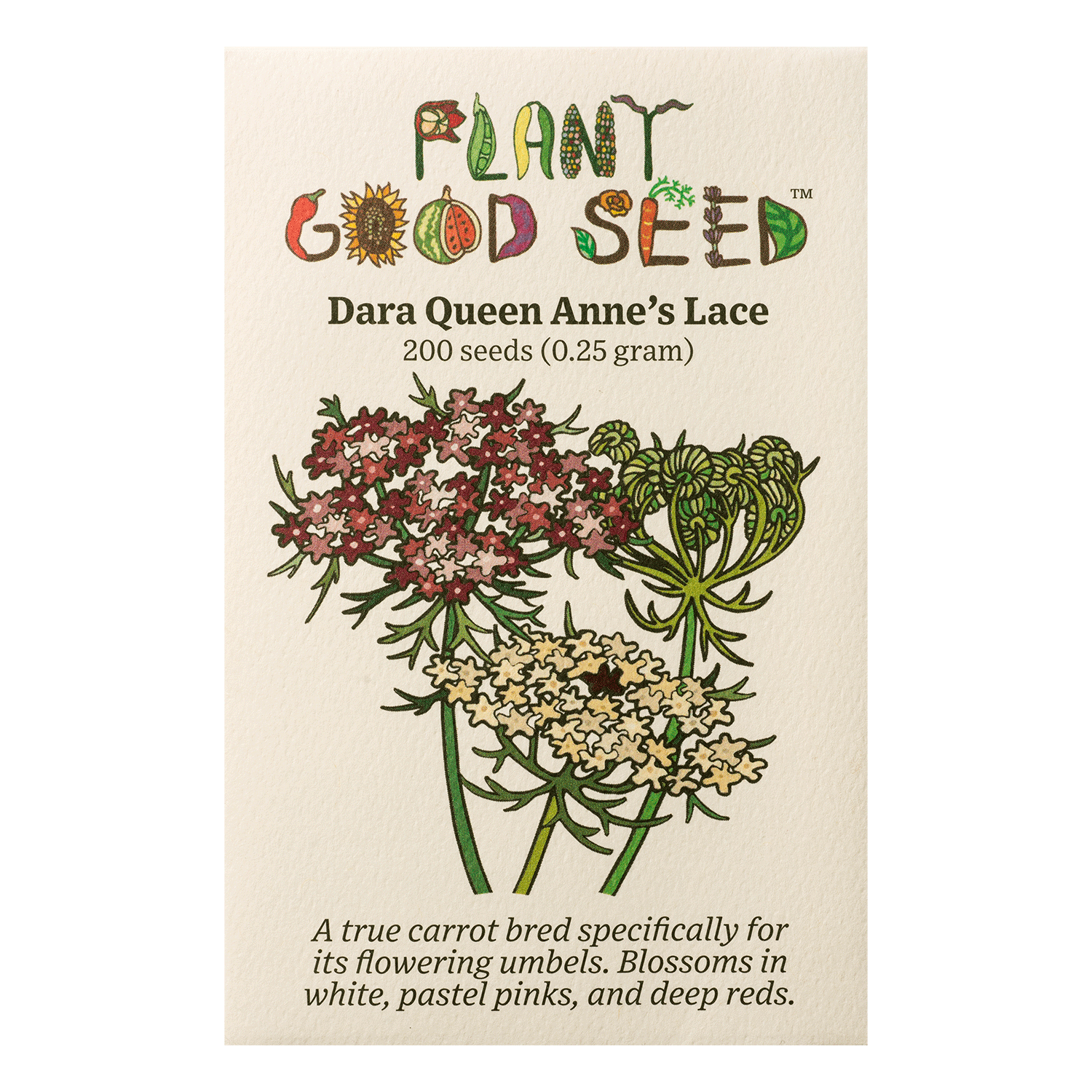 lace flower seeds Dara Queen Anne's Lace Flower Seeds