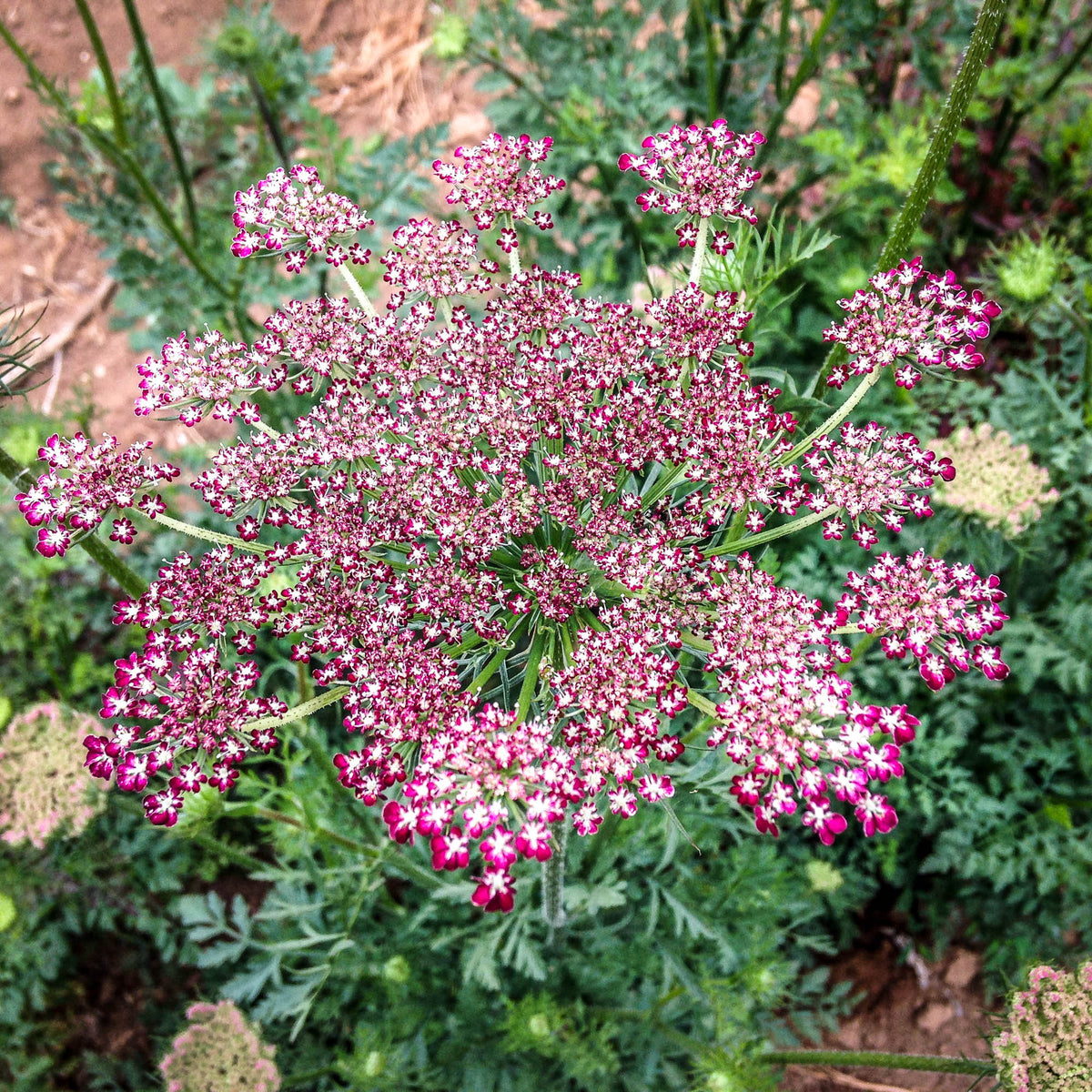 Queen anne's lace plants cheap for sale