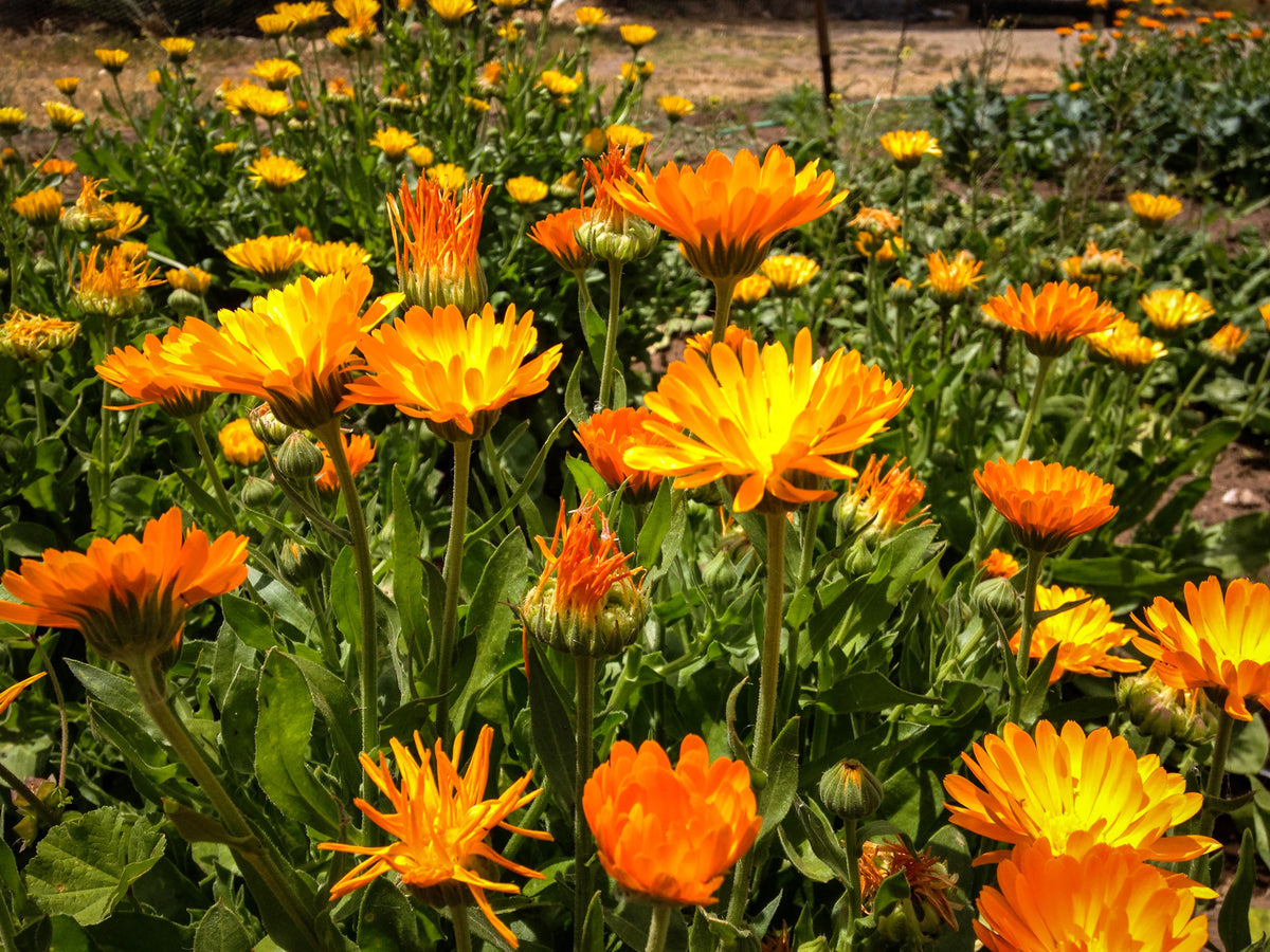 Sherbet Calendula Flower