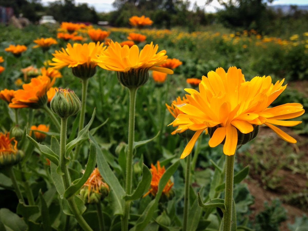 Sherbet Calendula Flower