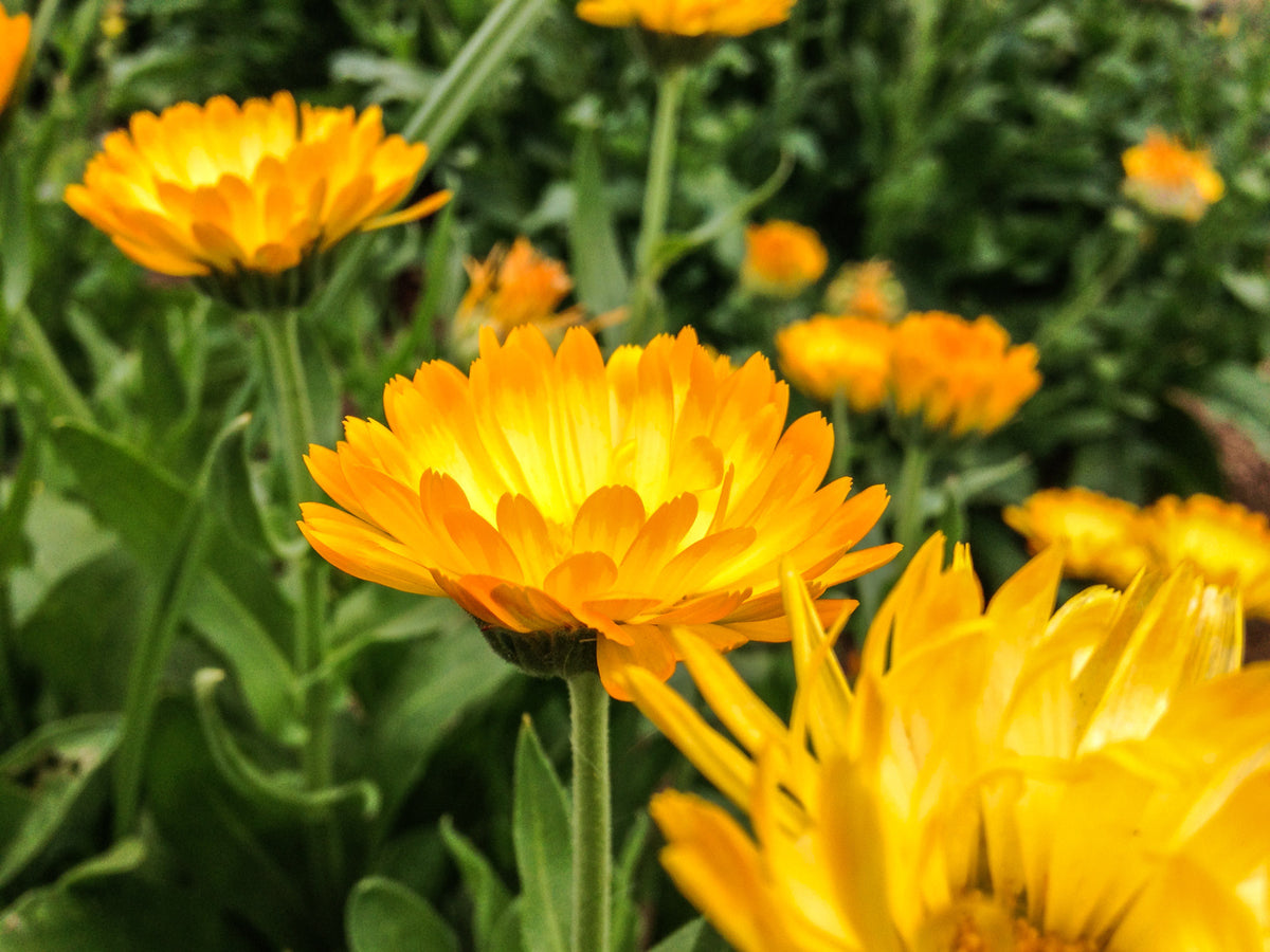 Sherbet Calendula Flower