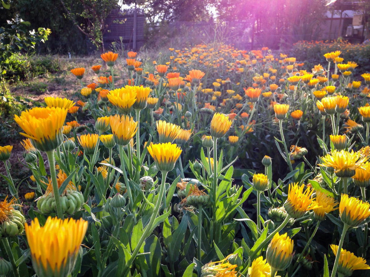 Sherbet Calendula Flower