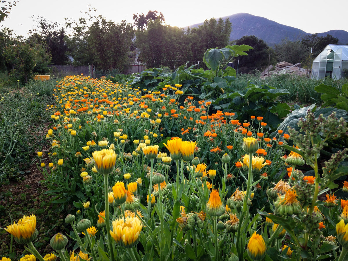 Sherbet Calendula Flower