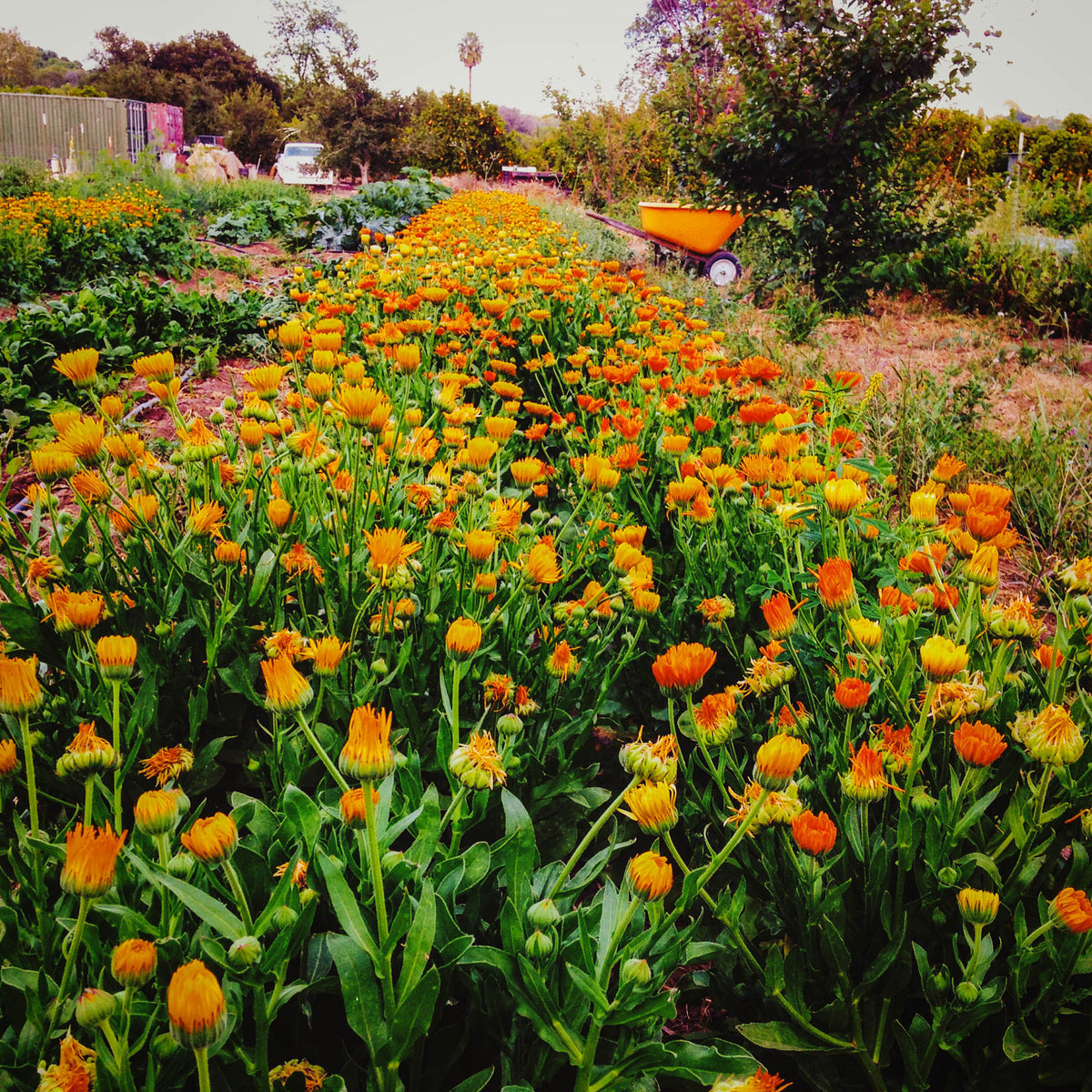 Sherbet Calendula Flower