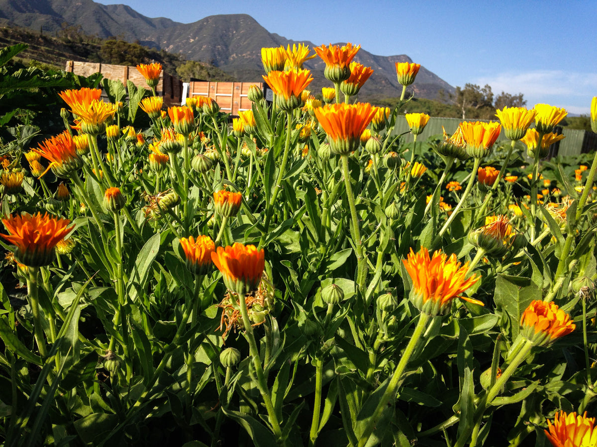 Sherbet Calendula Flower