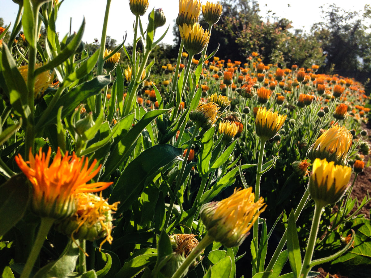 Sherbet Calendula Flower