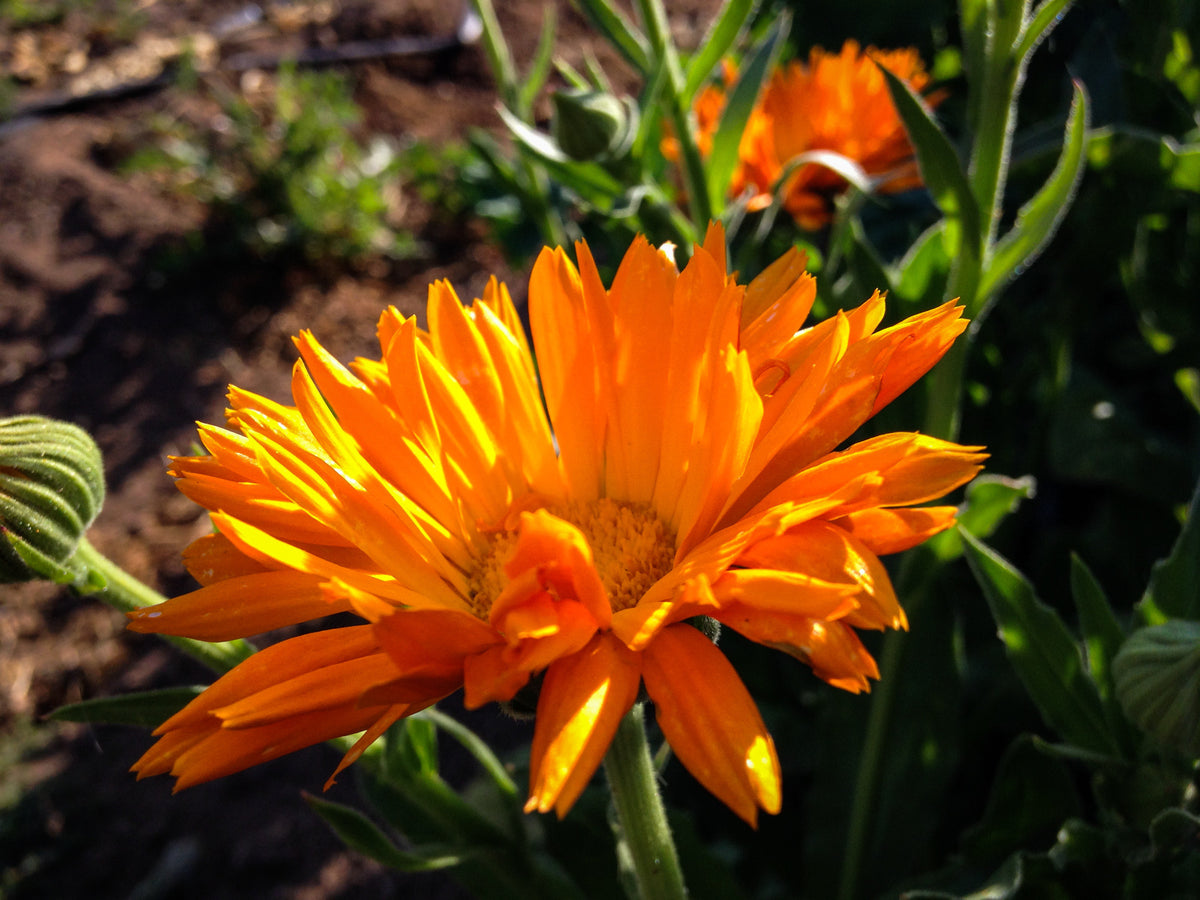 Sherbet Calendula Flower