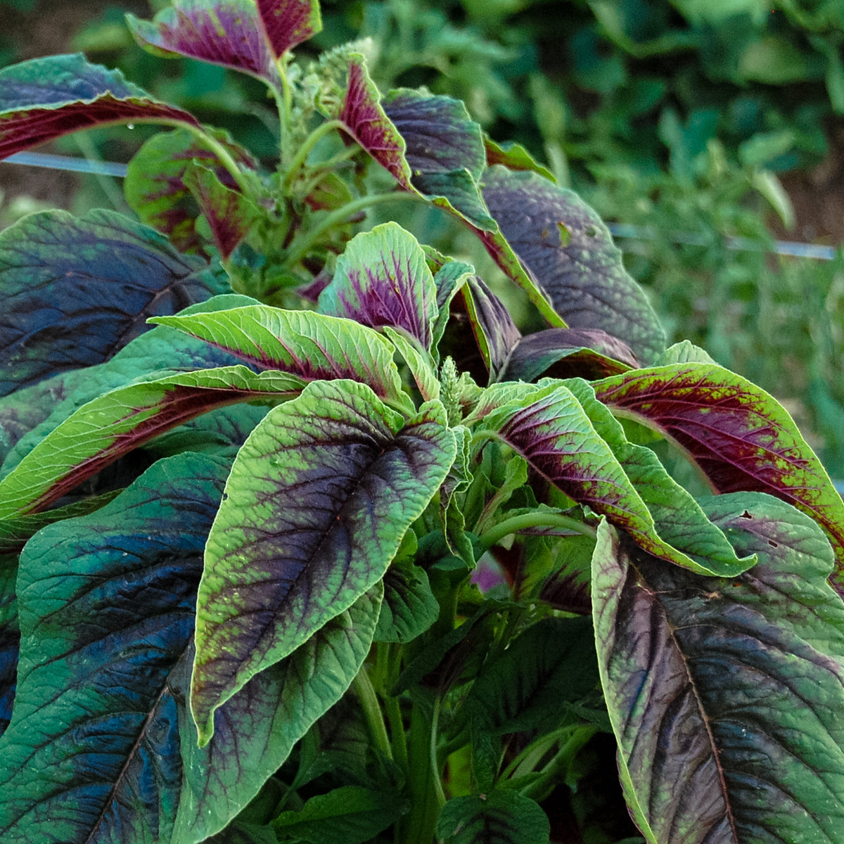 Red Callaloo Amaranth