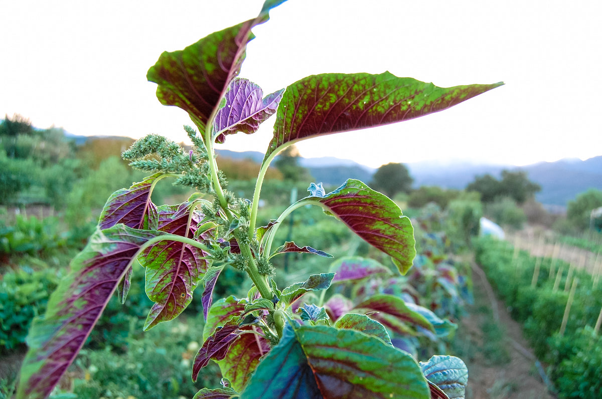 Red Callaloo Amaranth