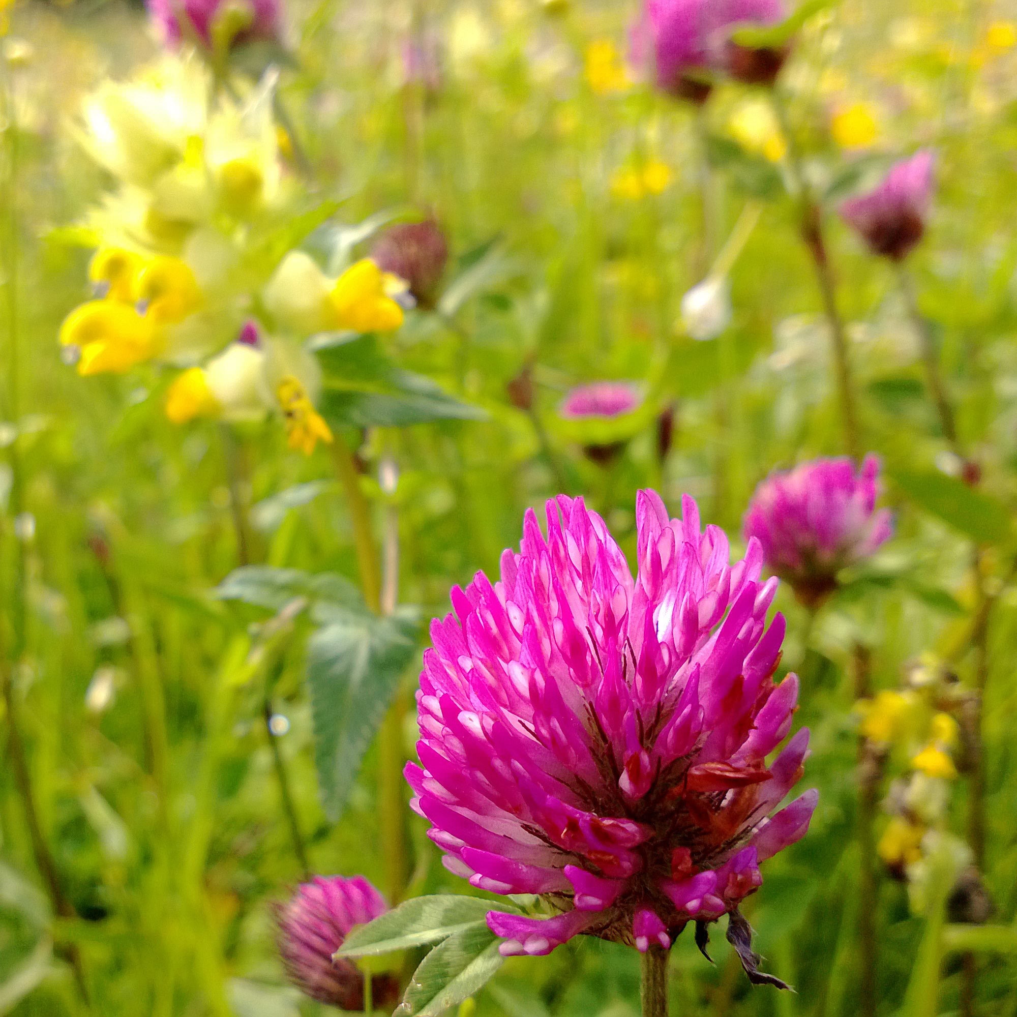 planting red clover seeds Red Clover Seeds BULK: 137,500 Seeds (0.5 pound), OG