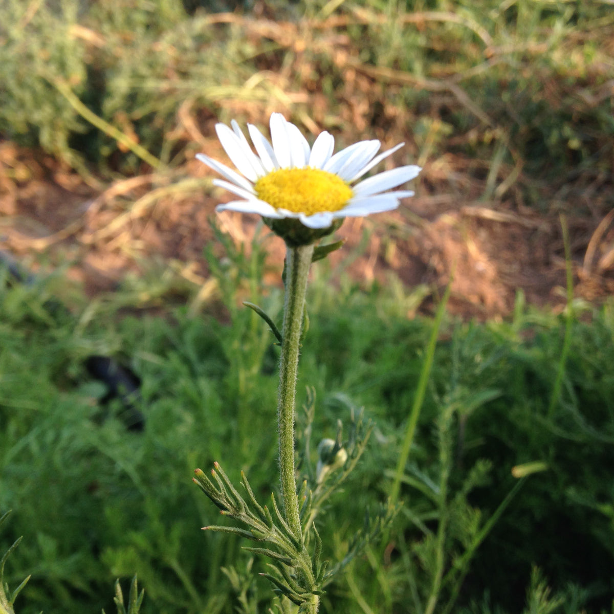 Roman Chamomile