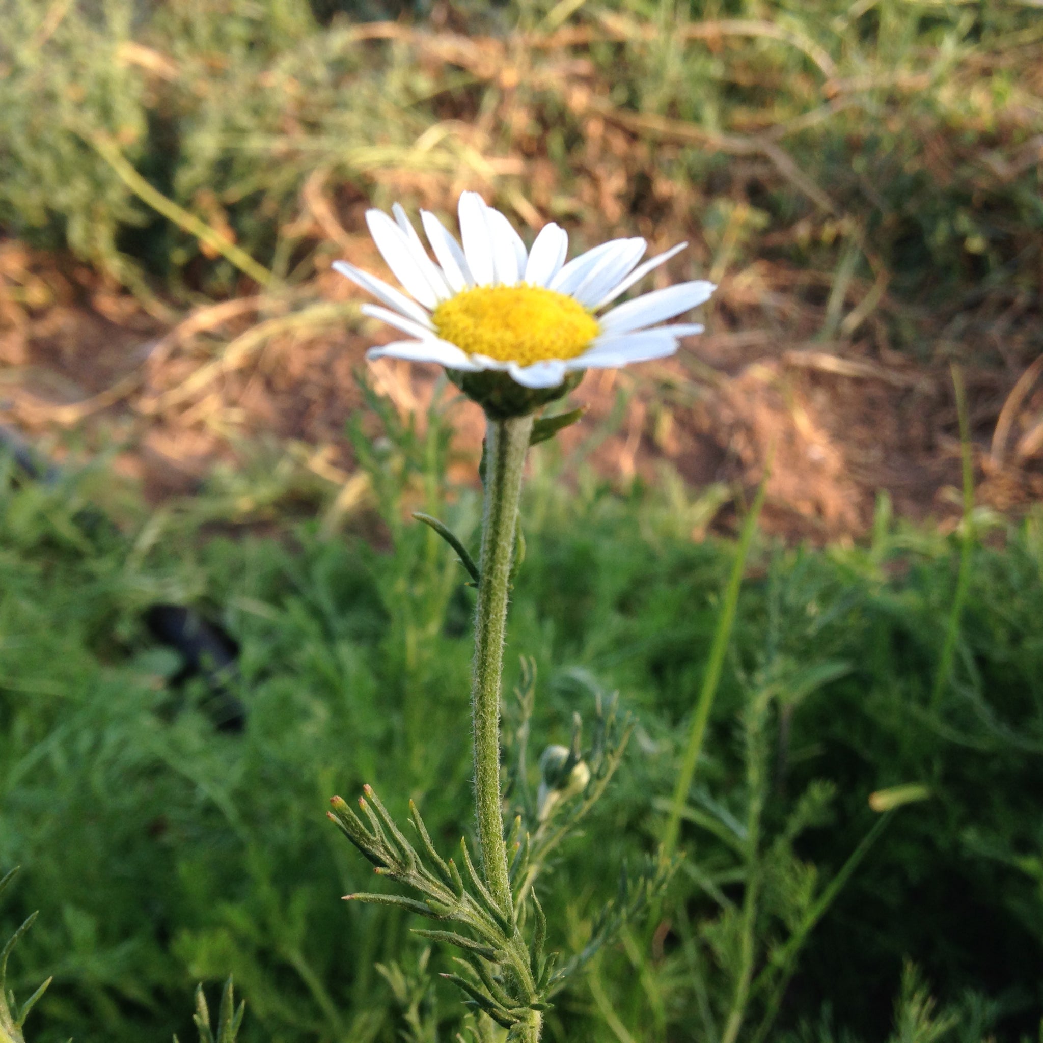 chamomile seeds for planting Roman Chamomile Seeds BULK: 1 gram