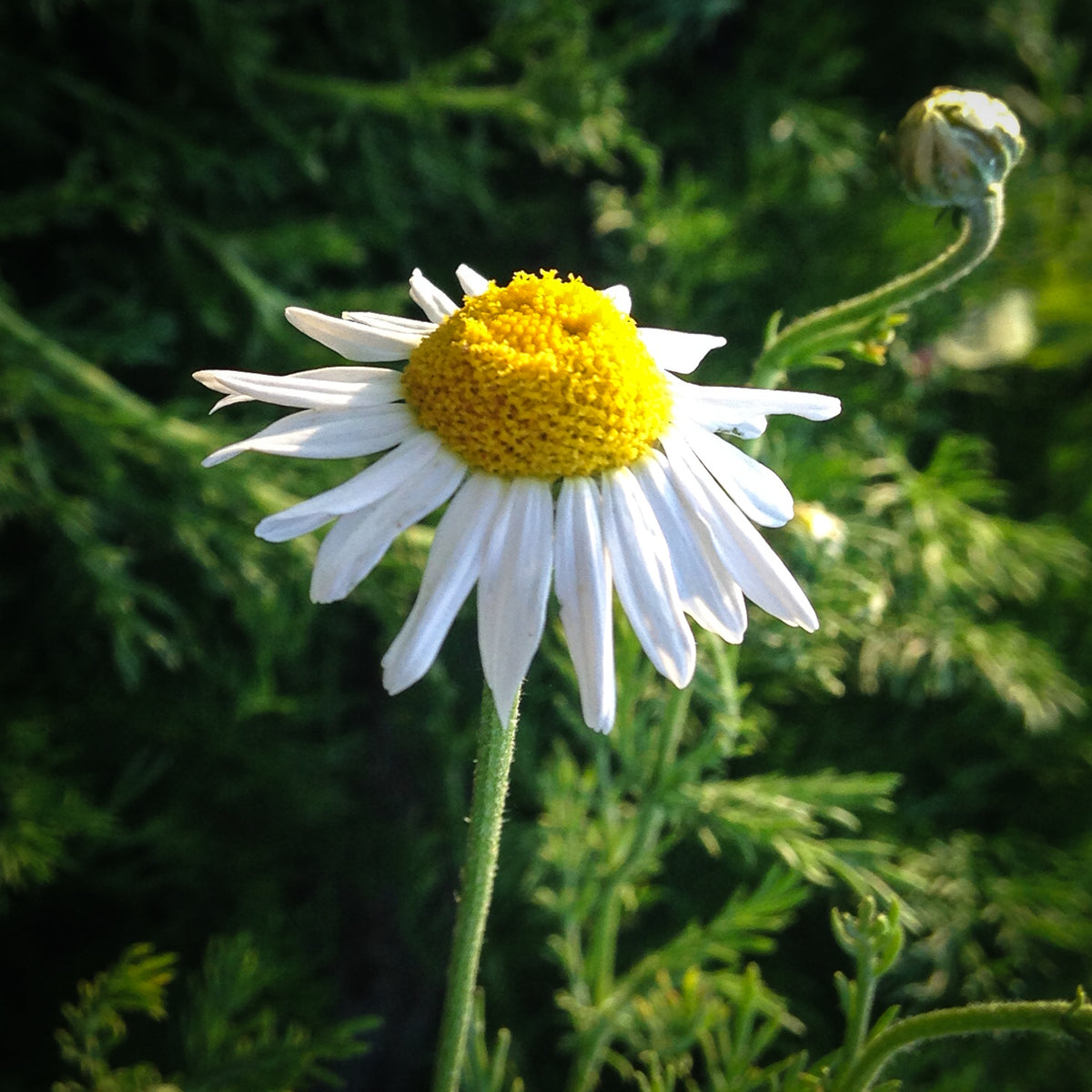 Roman Chamomile