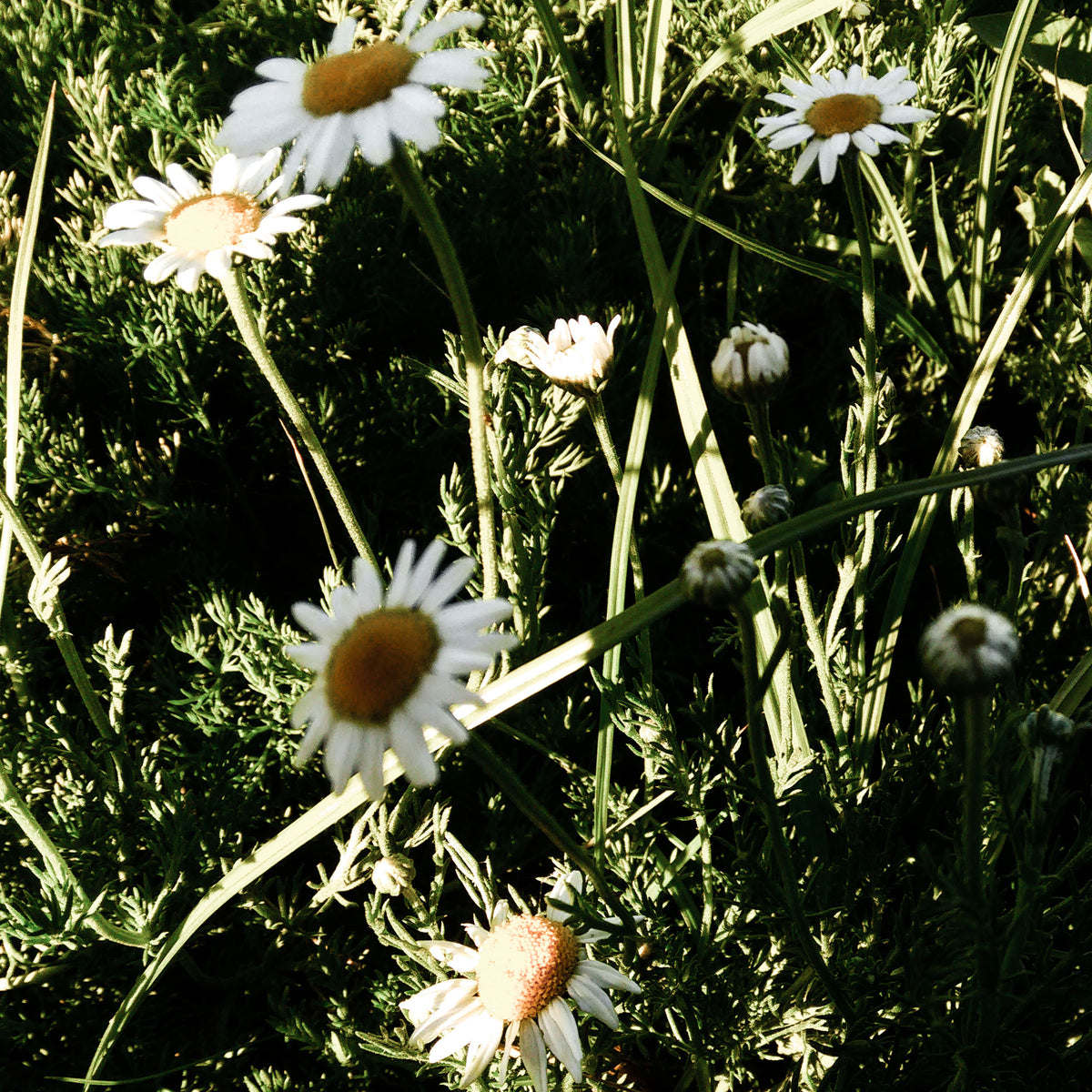 Roman Chamomile