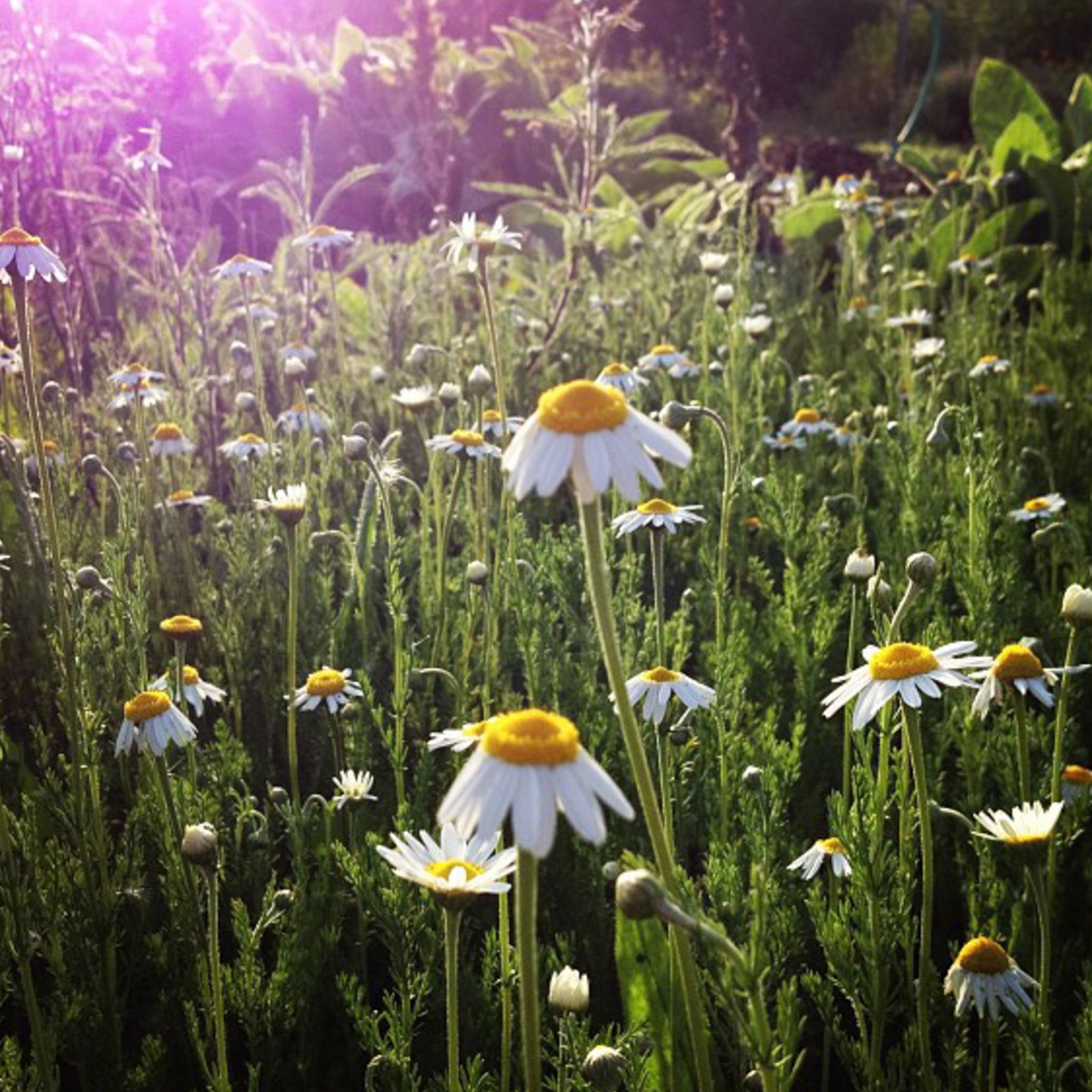 chamomile plant from seed Roman Chamomile Seeds