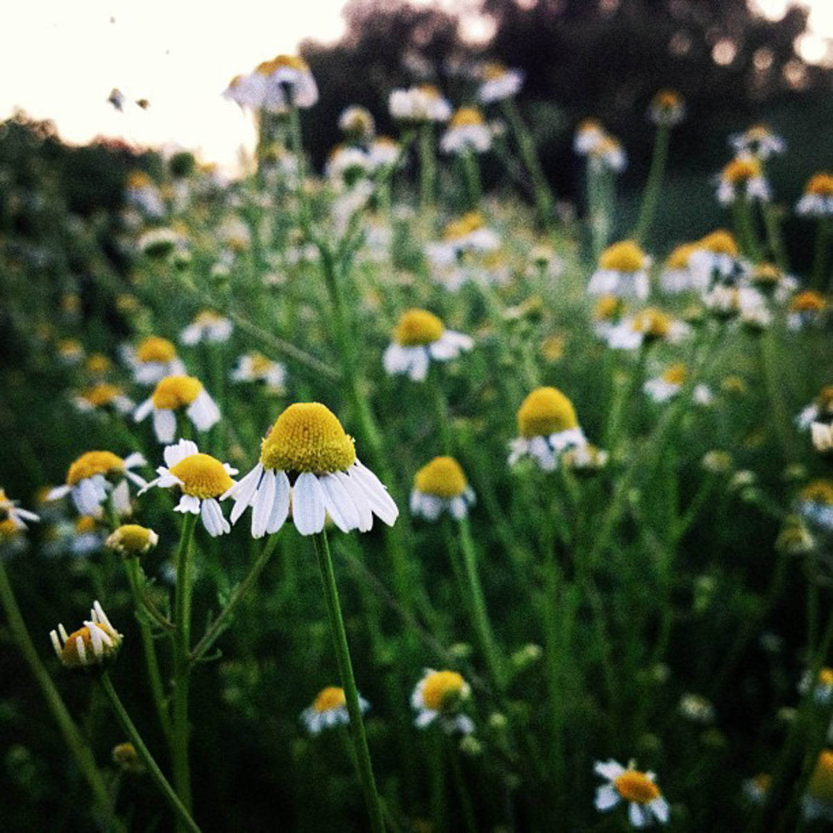 Roman Chamomile