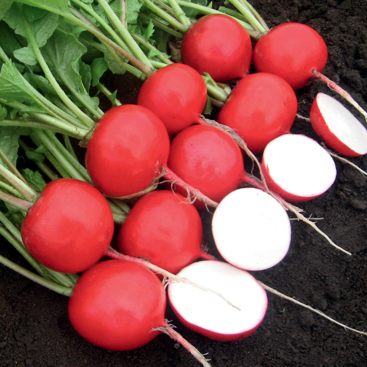 Rivoli F1 Radish