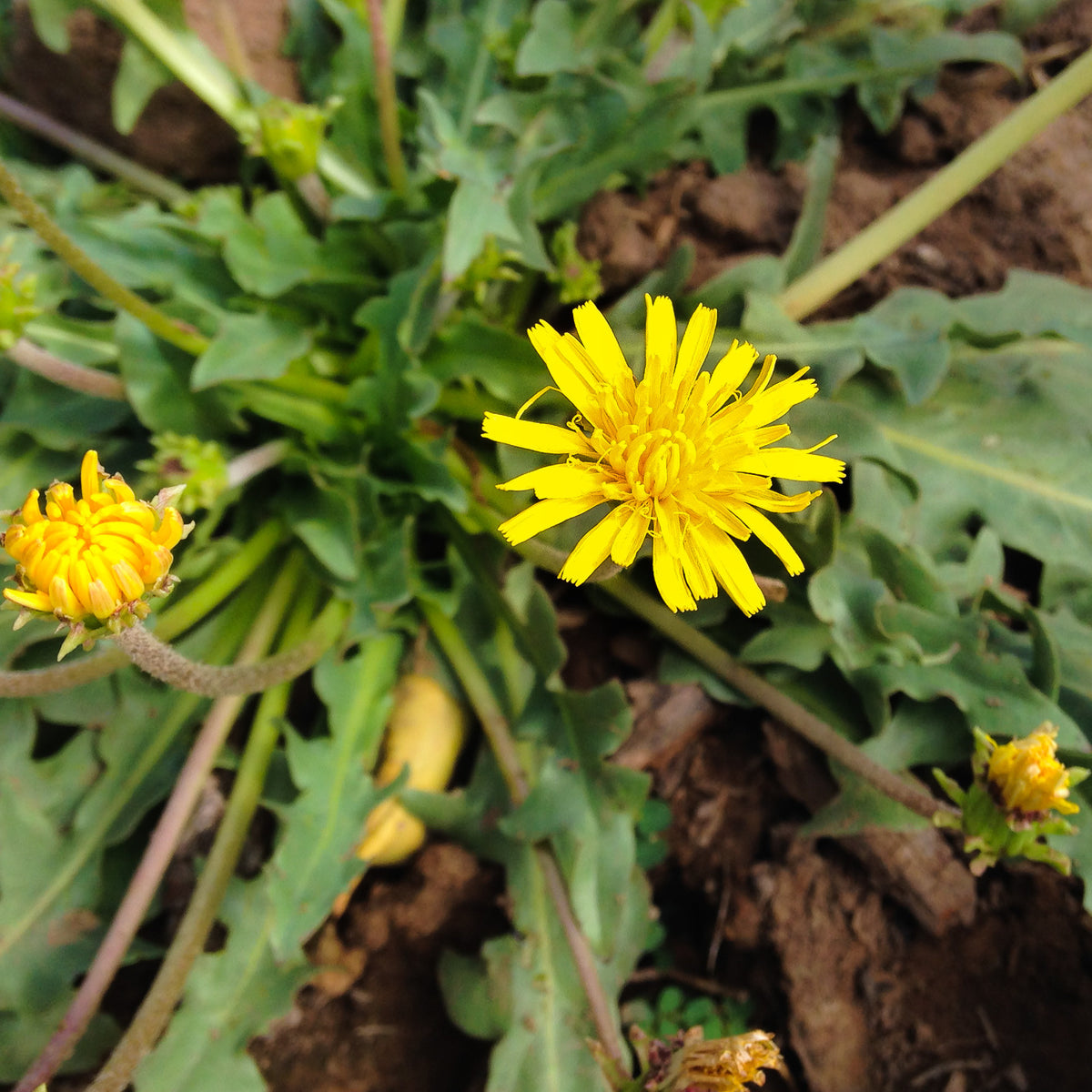 Russian Dandelion/Kazakh Dandelion/Rubber Root (Taraxacum kok-saghyz)