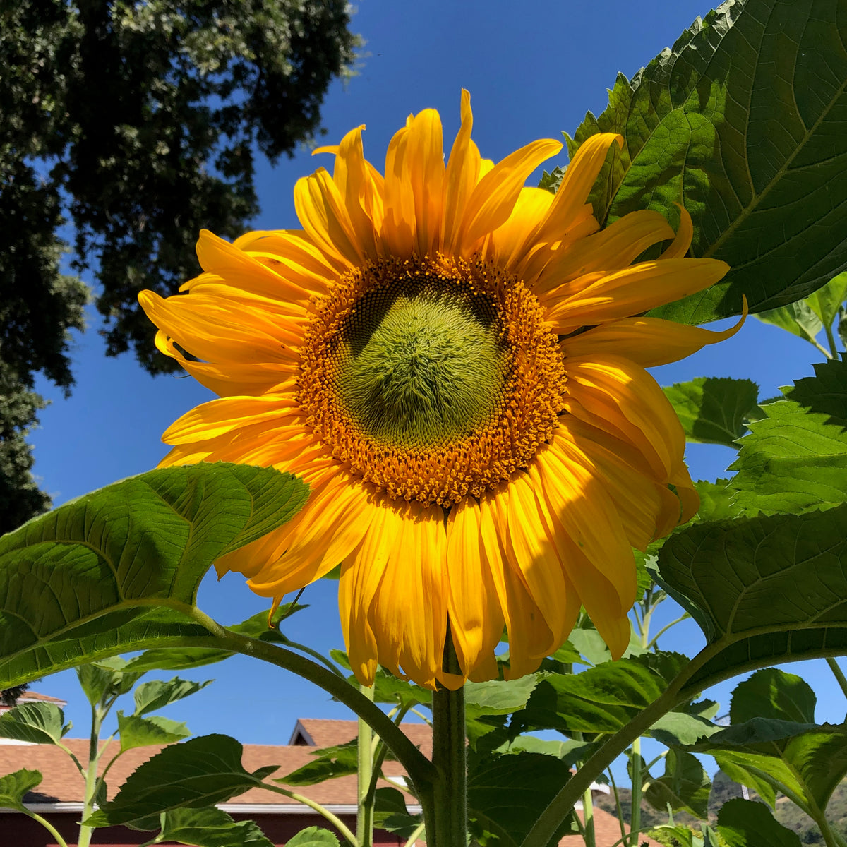 Russian Mammoth Sunflower