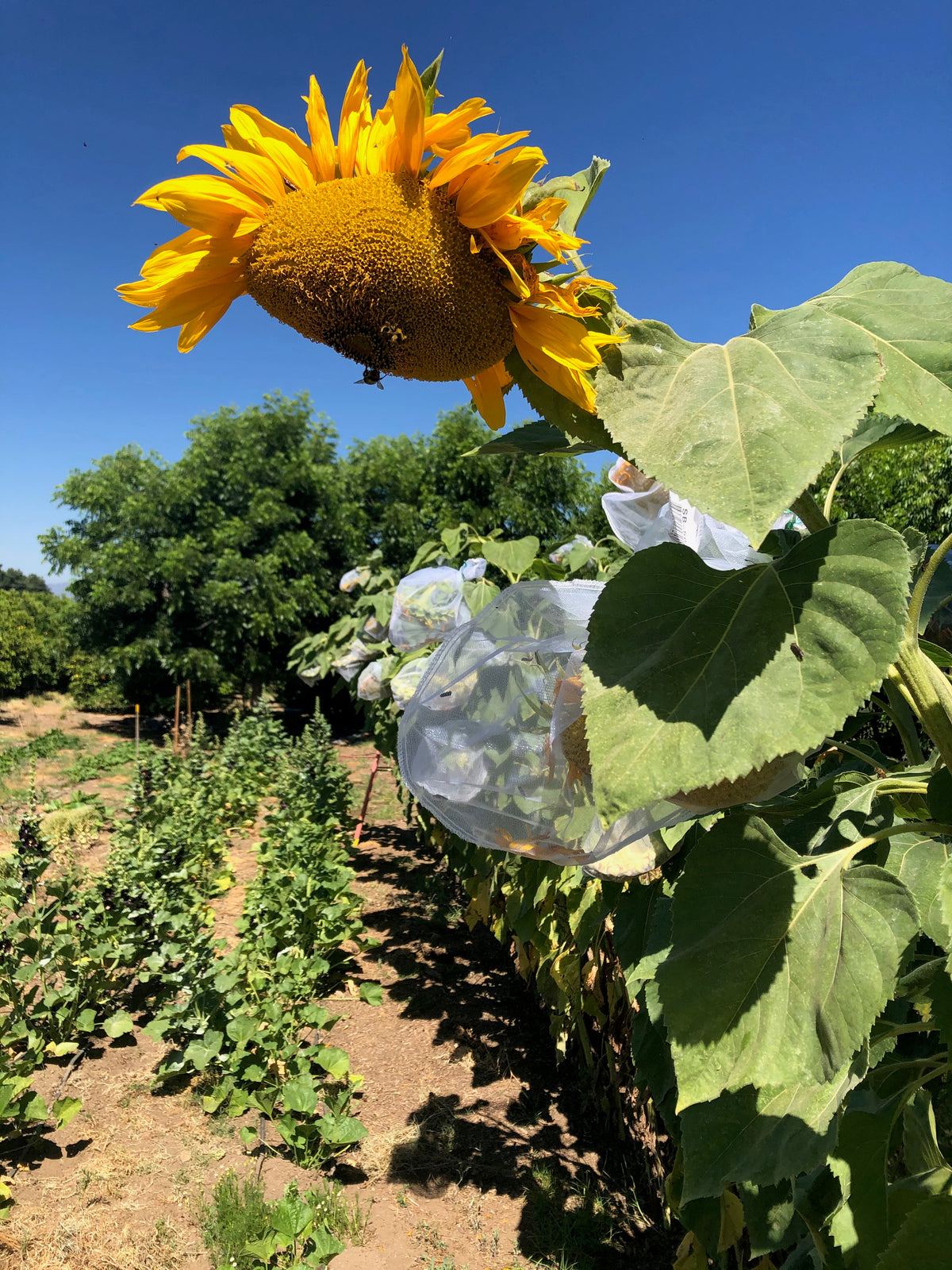 Russian Mammoth Sunflower