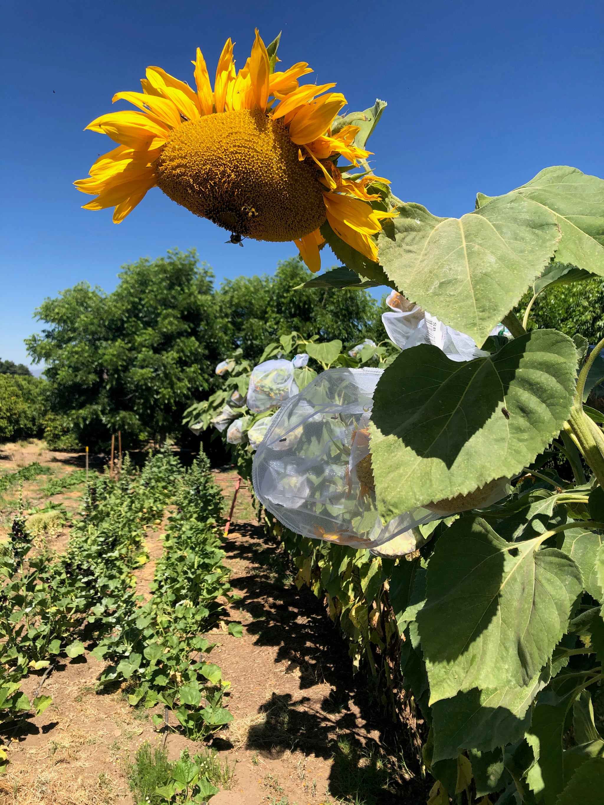 Mammoth Sunflower - The Plant Good Seed Company