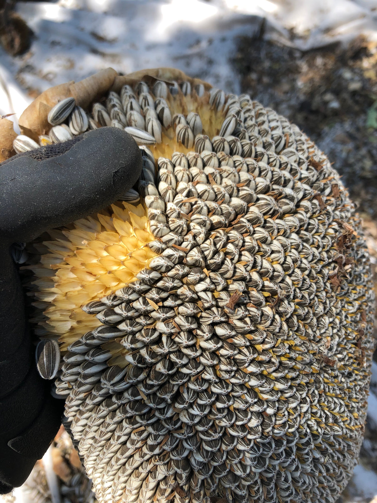 Russian Mammoth Sunflower